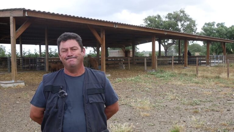 Ovinos em Portugal: Descubra os segredos da lucrativa exploração animal