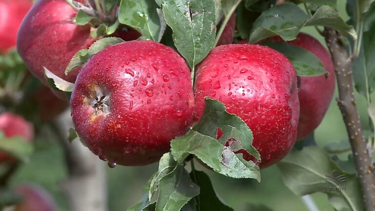 Descubra os 5 inconfundíveis tipos de maçãs portuguesas: sabor e tradição em cada mordida!