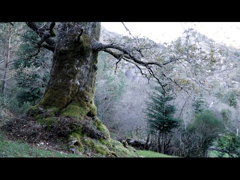 Descubra a riqueza das &aacute;rvores aut&oacute;ctones em Portugal: preserva&ccedil;&atilde;o e encanto!